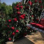 Balia Mr Profile Picture