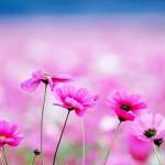 Эсмира Абдулаева