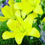 SarabintViktor Profile Picture