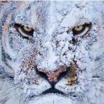 Muslim Profile Picture