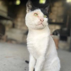 UmeyraNox AD_DAGESTANY Profile Picture