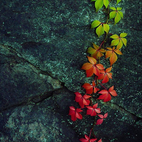 Фатима Ум Сара Profile Picture