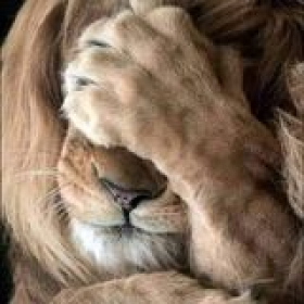 محمد محمد Profile Picture