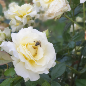 Um Uthman Muslim Profile Picture