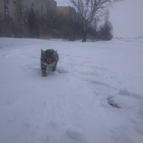 Джахонгир Раупов