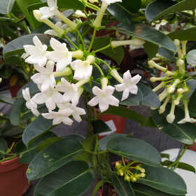 Anzhela Kalimulina Profile Picture