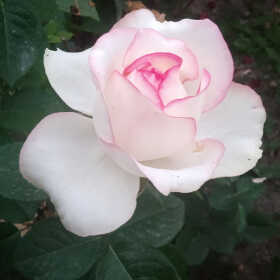 Мадина Profile Picture