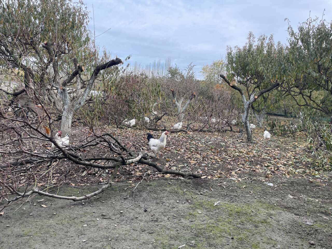 Umm_Aida Profile Picture