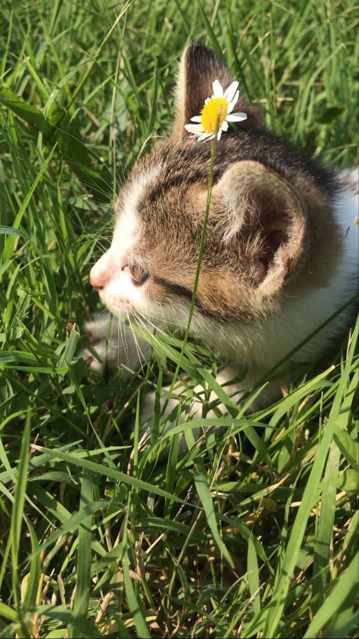 Хава Гарбакова