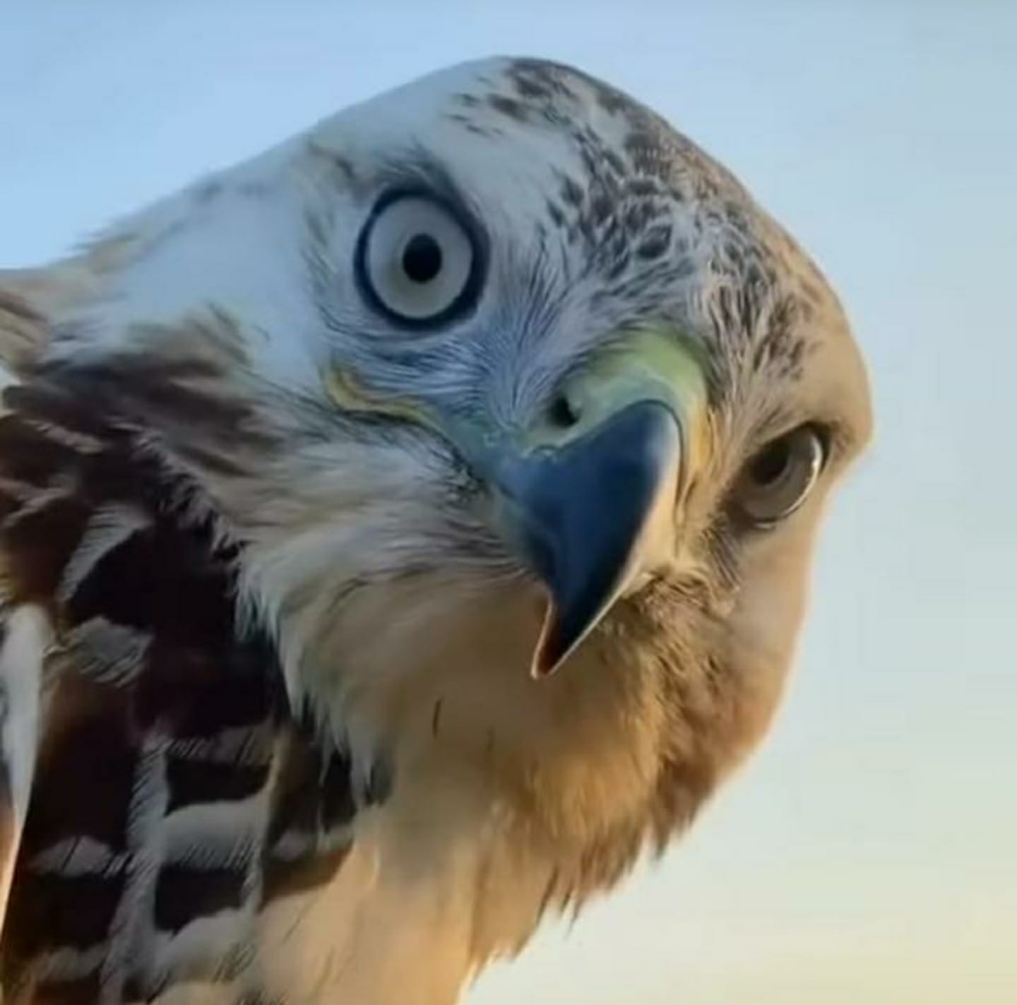 Ruslan Marhiev Profile Picture