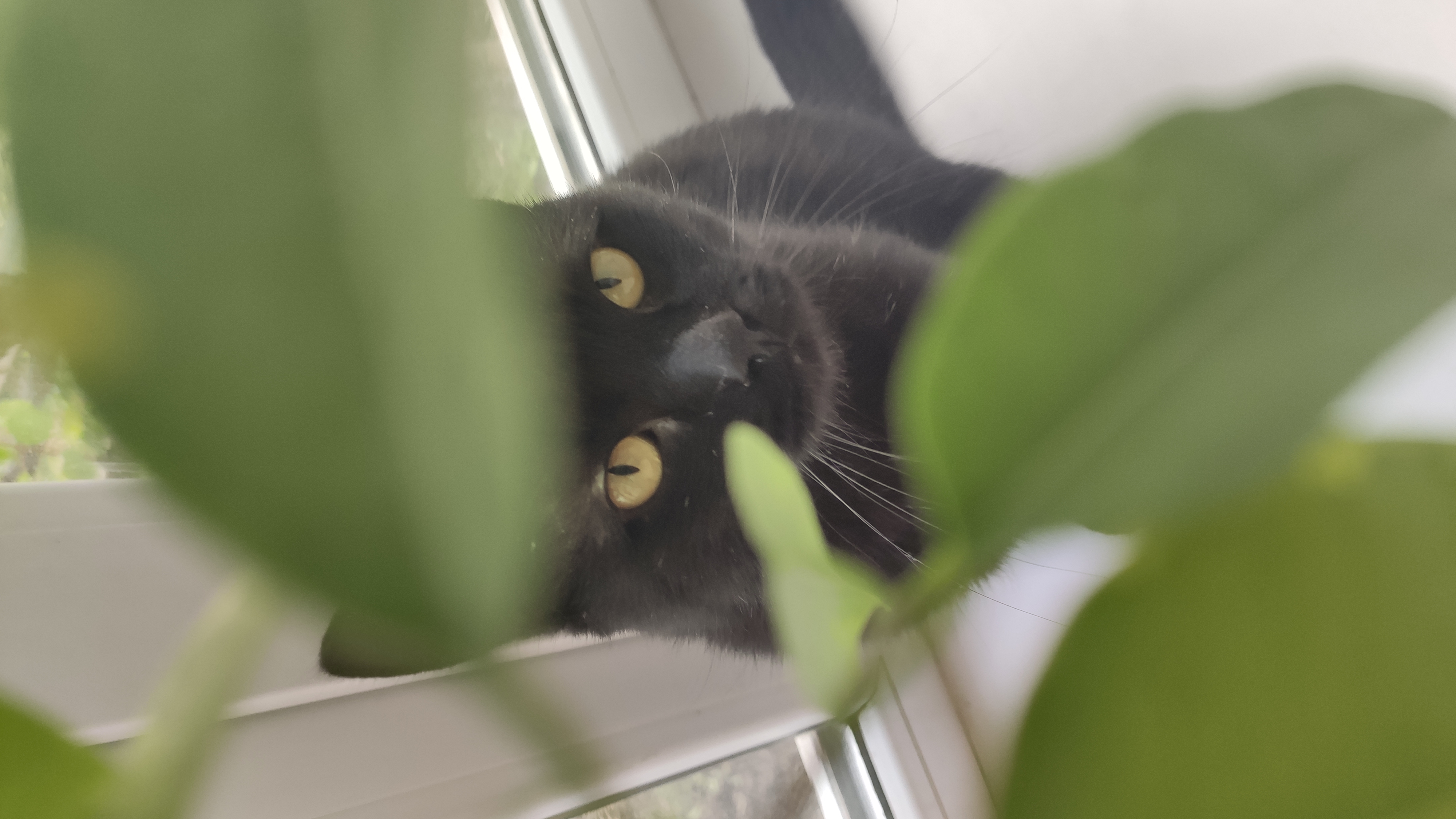 Ахмад Рабаданов