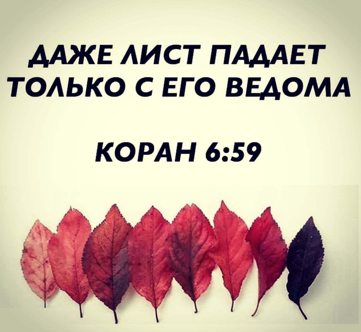 Salikh Profile Picture