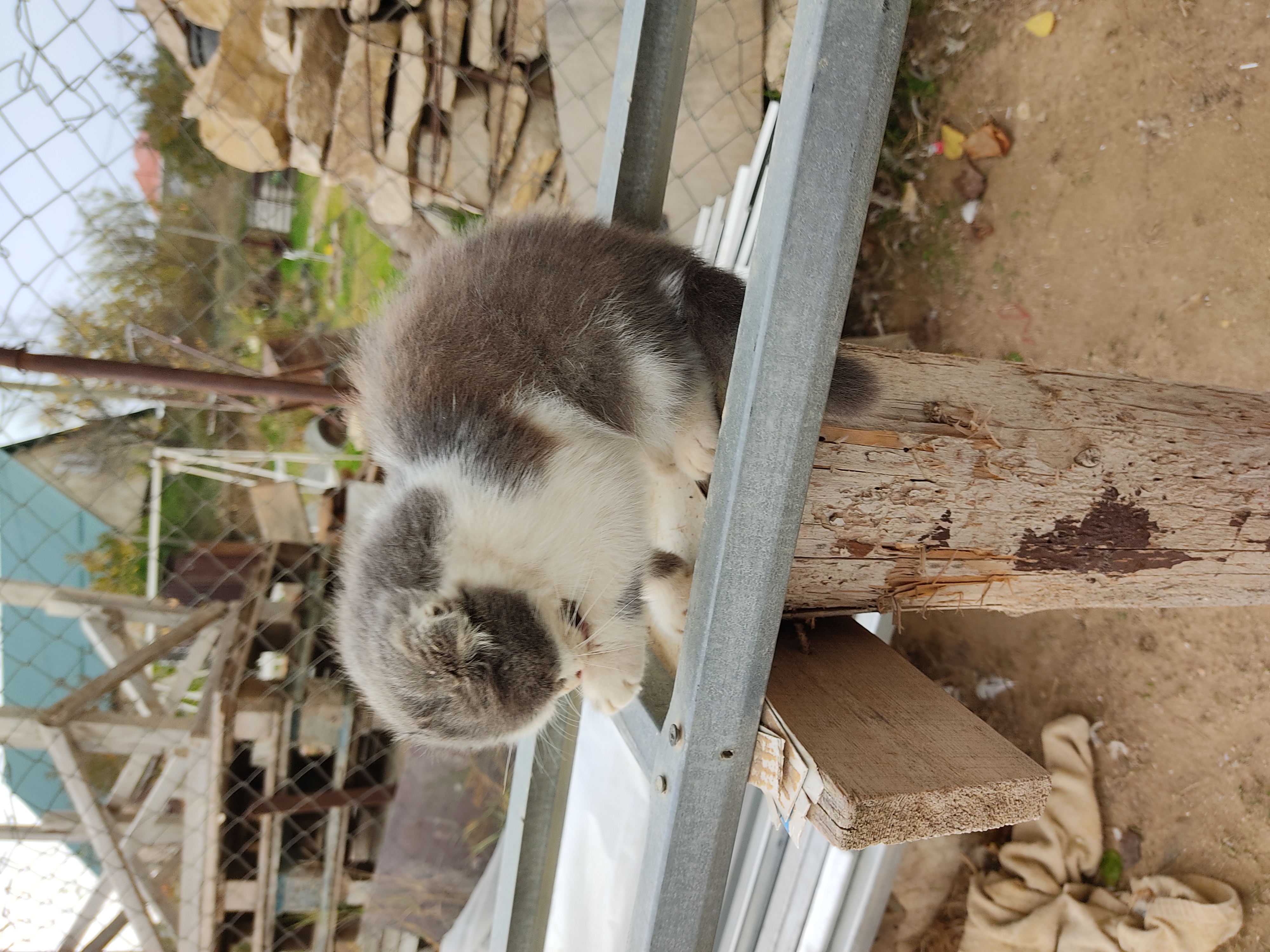 Karkul Profile Picture