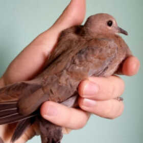 mansoura Profile Picture