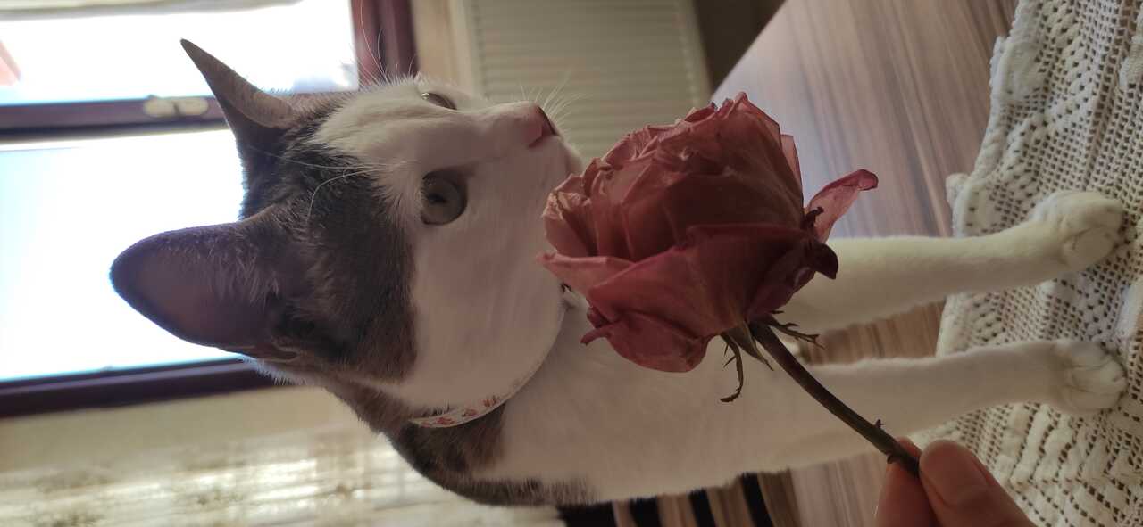 Ульяна Каракая