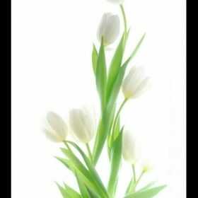 Лилия Умм СЮМБЕЛЬ Profile Picture