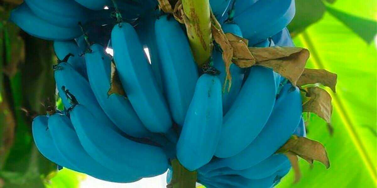 Хамза Фёдоров