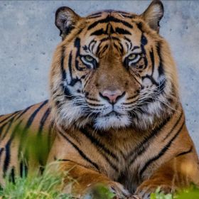 Muhammad T1oki Profile Picture