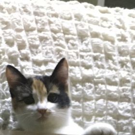 Рашид Туттаев