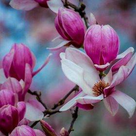 AlbinaG Profile Picture