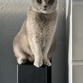 Ahmad Mohammad Profile Picture