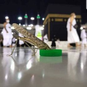 Жарадат Муциева