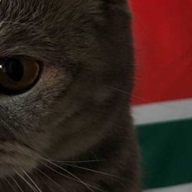 Закир Алибеков