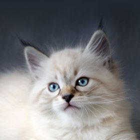 Бекхан Гелаев