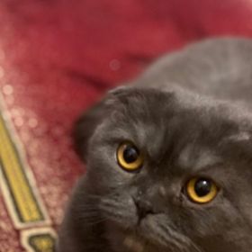 ZhannA Profile Picture