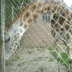 Айна Хадисова