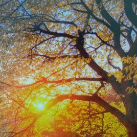 Saniya22 Profile Picture