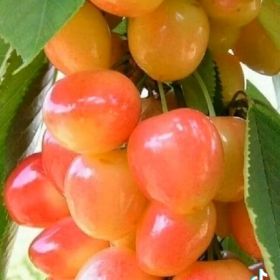 Нурид Шайхаев