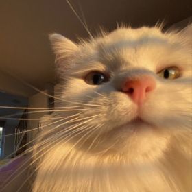 'شمل Profile Picture