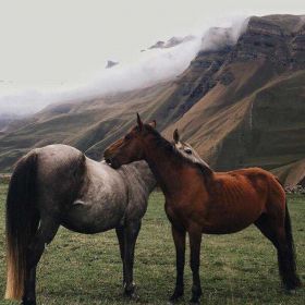 Mezhidov Profile Picture