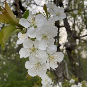 «Цветущий сад знаний» profile picture