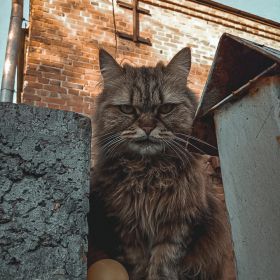 Photo gallery profile picture