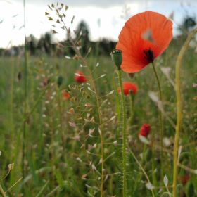 Dnevnik92 Profile Picture