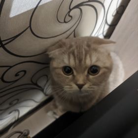 Sardor Khasanov Profile Picture