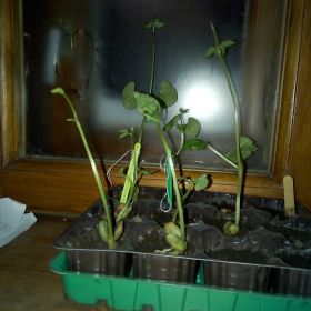 Aynur Ishemgulov Profile Picture