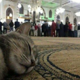 Ислам Курбанов