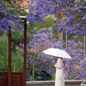 محمد أبو صفية