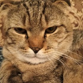 Мухаммад Гадисов