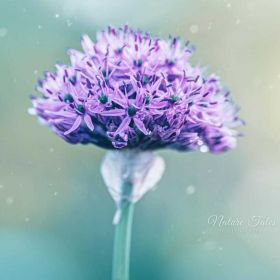 Турсунай Бекболотова Profile Picture