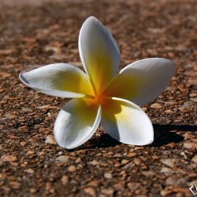 Amina Usmanova Profile Picture