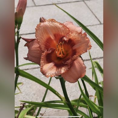 Patimat Magomedova Profile Picture