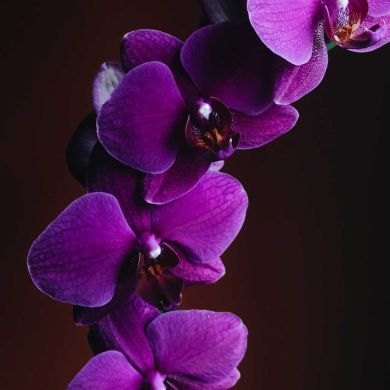 Фания Вафина