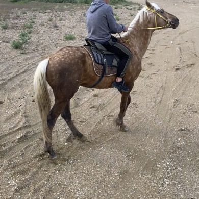 Али Гамидов