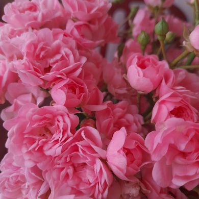 Юлия Г. Profile Picture