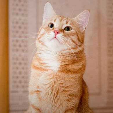 Умм Мухаммад