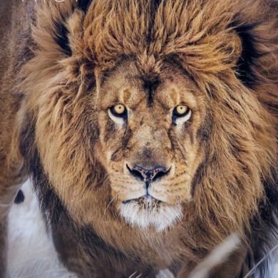 Ahmed Musafir Profile Picture